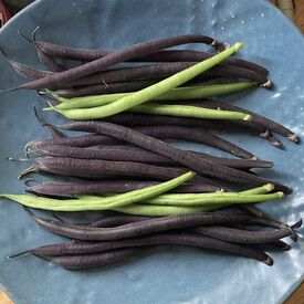 Velour, Bean Seeds
